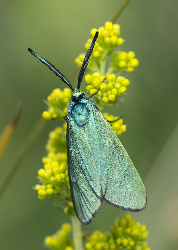 Zygaenidae - Adscita e Jordanita sp.